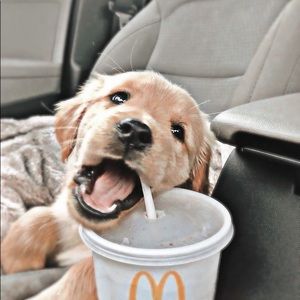 Meet your Posher, Dom